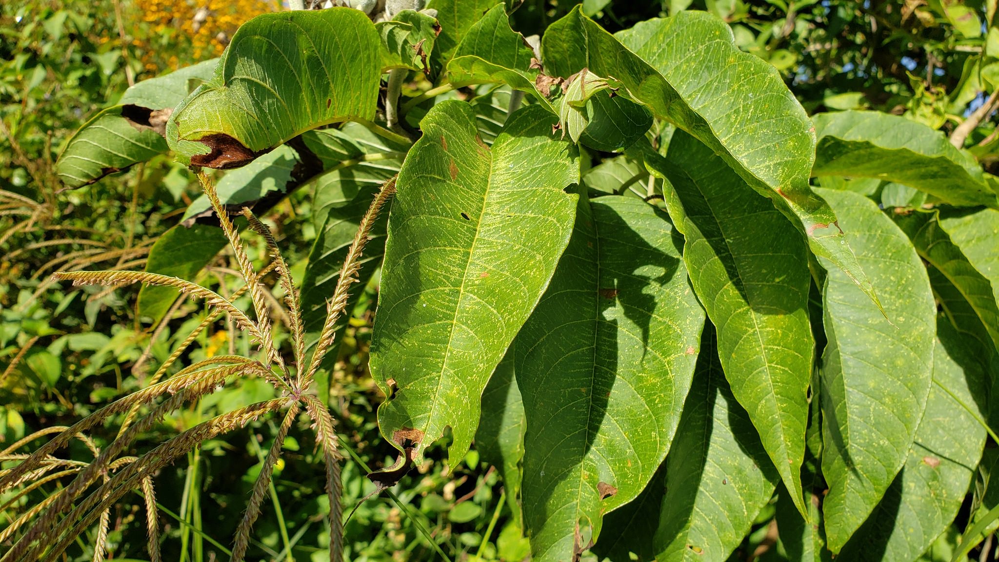 Ipomoea murocoides